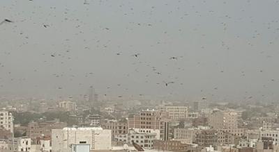 شاهد بالفيديو.. جيش جرار من الجراد يجتاح العاصمة صنعاء