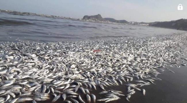 بالفيديو نفوق أسماك وتغير لون البحر في ساحل أبين بعدن