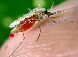  الجرثومة التي تحمي البعوض من الإصابة بالملاريا!! 