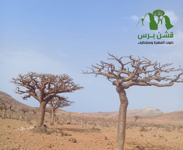 صور صادمة.. محمية أشجار اللبان في سقطرى تتحول إلى أرض قاحلة