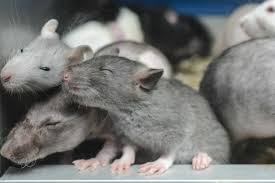 (دراسة)..لماذا جعلت جائحة مرض كوفيد-19 الفئران أكثر عدوانية؟