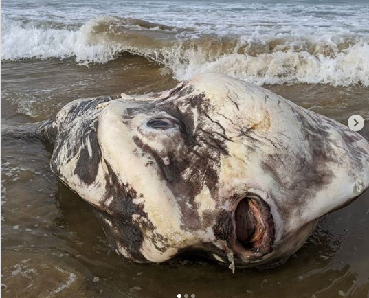 ظهور مخلوق غريب على شاطئ البحر يثير حالة من الفزع