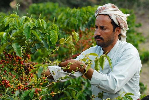 اليمن: قصة قدح القهوة من يد الولي إلى العالم 