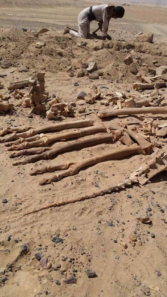 شاهد بالصورة.. العثور على «عظام ديناصور» بمحافظة مأرب