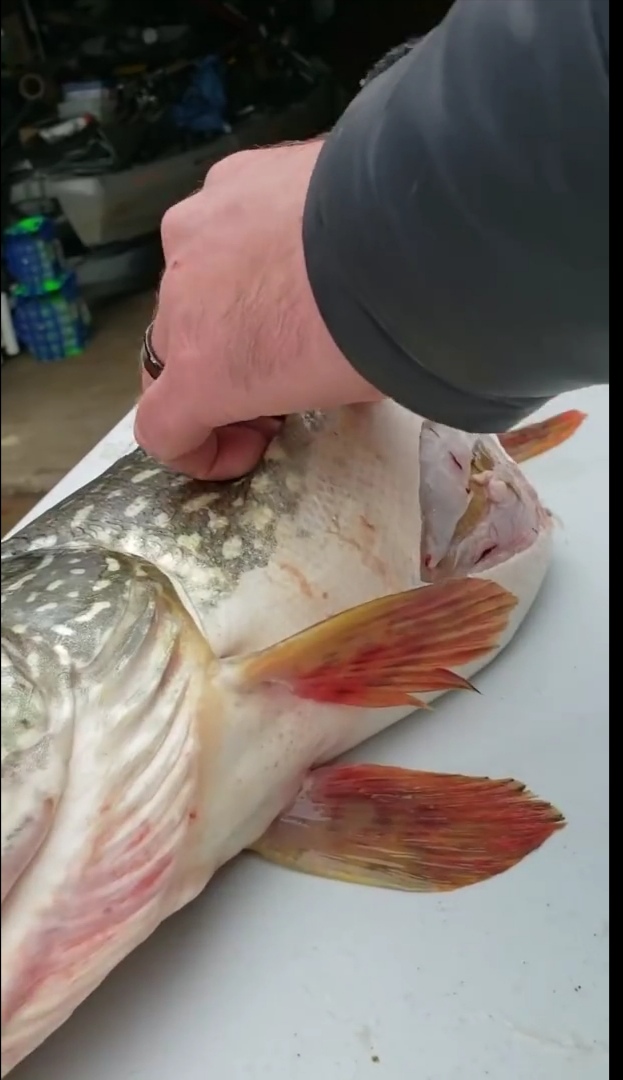 شاهد ماذا عثر صيادون ببطن سمكة كبيرة 