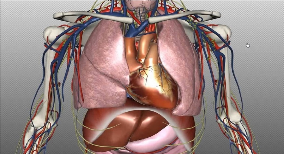 كيف نقوي القلب والأوعية الدموية؟