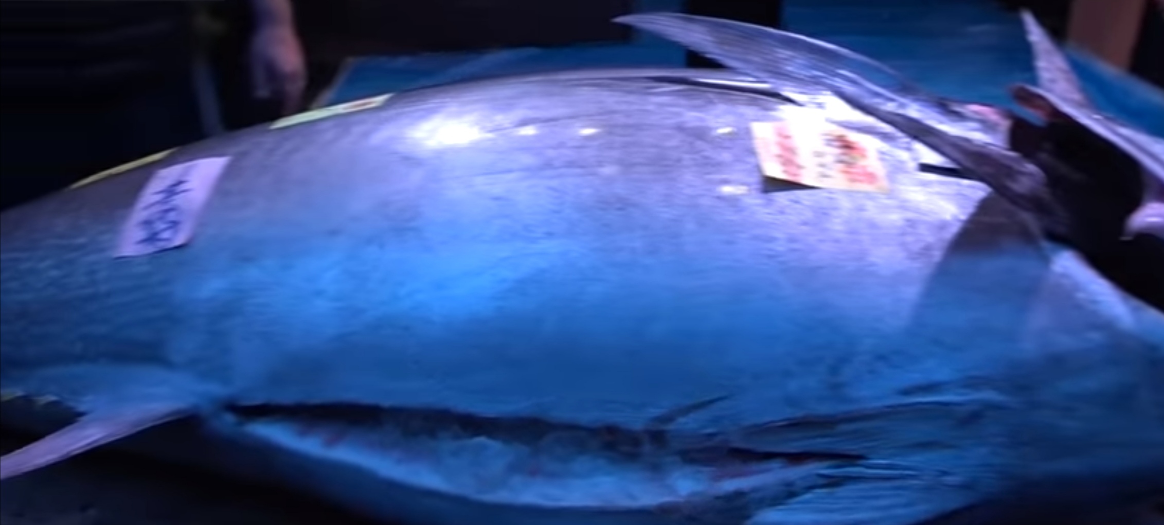 بالفيديو بيع سمكة تونة بـ1.8 مليون دولار في مزاد علني