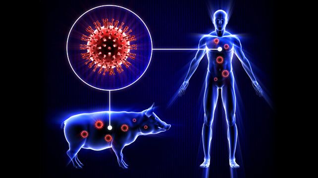 انفلونزا الخنازير يظهر من جديد في محافظة إب
