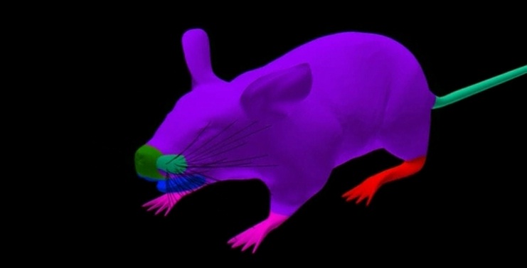 فأرة تجارب افتراضية تغني عن الفئران الحقيقية