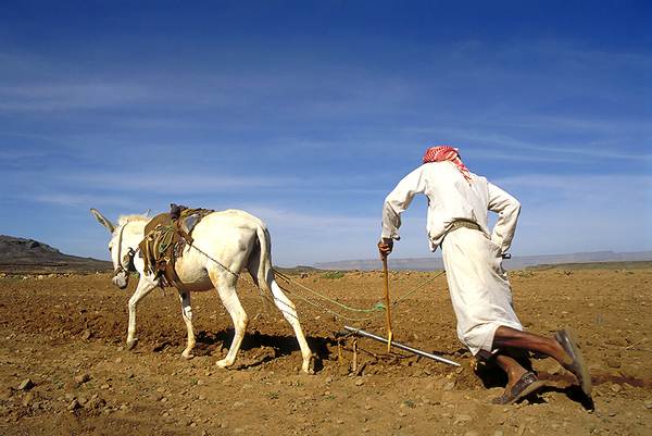 الحكومة تقترح على البرلمان إعفاء المزارعين من الضرائب مقابل رفع أسعار الديزل