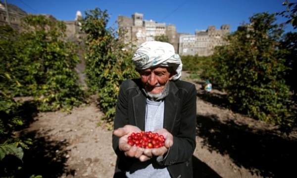 صحيفة بريطانية تسلط الضوء على محصول يمني قد يحدث ثورة في الزراعة اليمنية
