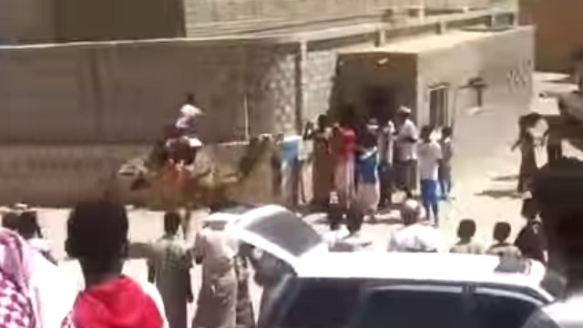 بالفيديو .. جمل منحرف في اليمن