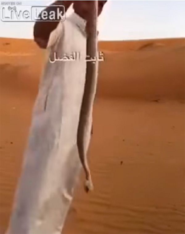 شاب يمني يعرض أغرب وأسرع طريقة لقتل الثعابين