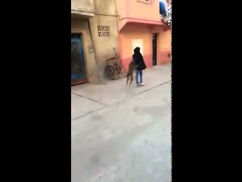بالفيديو: شاب يحرّض كلب على اختطاف حقيبة فتاة